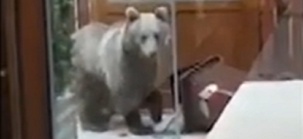 Foto d'archivio Una famiglia “ostaggio” dell’orso?